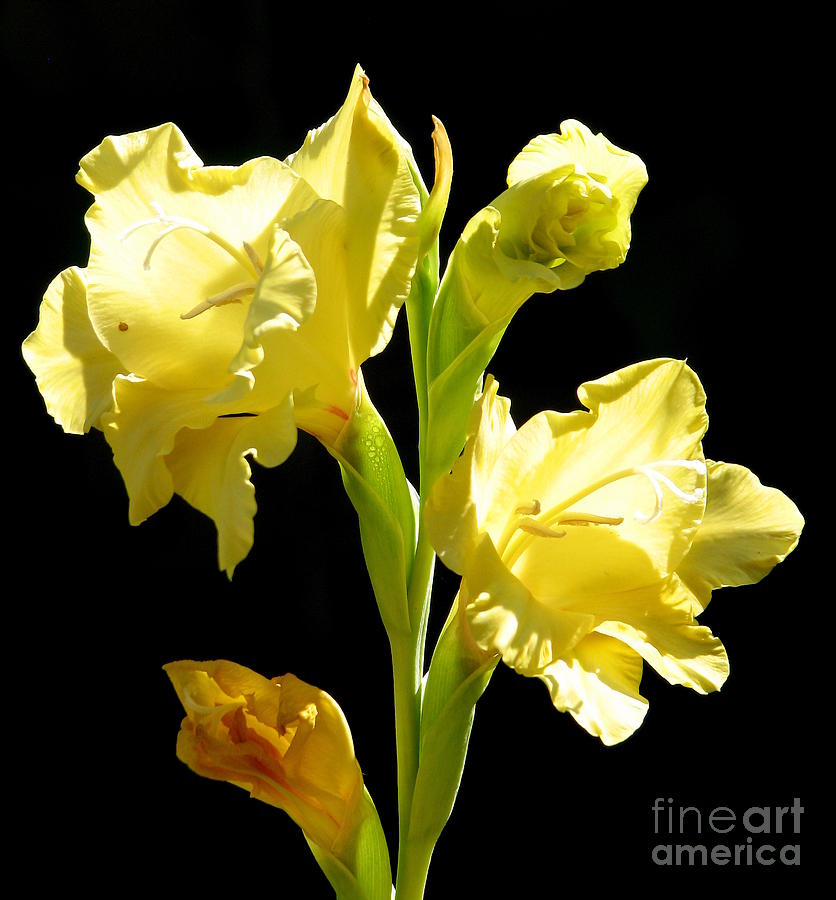 Yellow Gladioli Flowers 2 Photograph by Rose Santuci-Sofranko