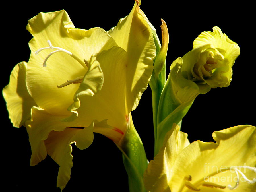 Yellow Gladioli Flowers Photograph by Rose Santuci-Sofranko