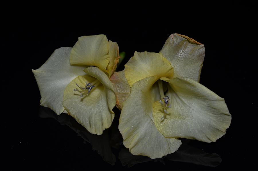 Yellow Gladiolus Photograph by Paulina Roybal