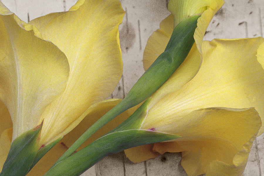 Yellow Gladiolus Photograph by Valerie Brown