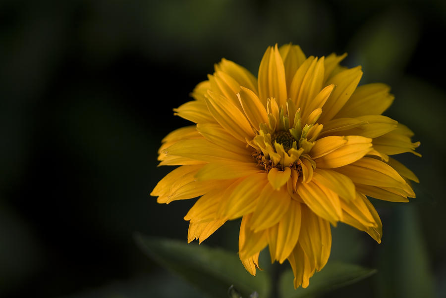 Ахименес yellow glory фото и описание