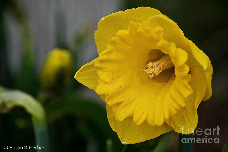 Yellow Gold Daffodil Photograph by Susan Herber