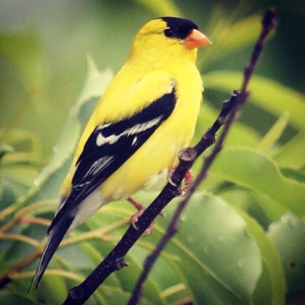 Spring Photograph - Yellow Gold Finch #bird #finch by Lisa Thomas