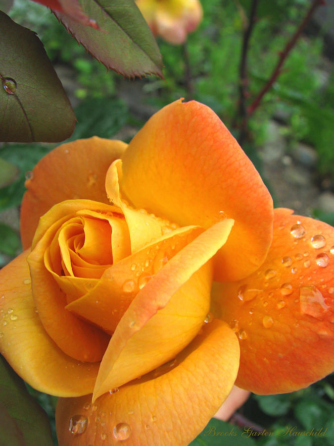 Yellow-Gold Goddess - Rose Art - Floral Photography Photograph by Brooks Garten Hauschild