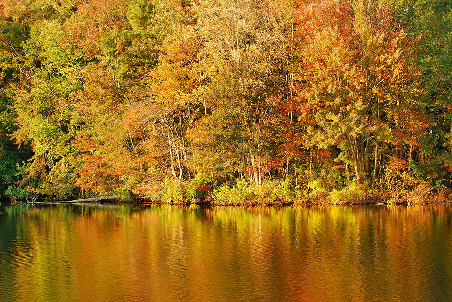 Yellow Gold Reflections Photograph by Francie Davis