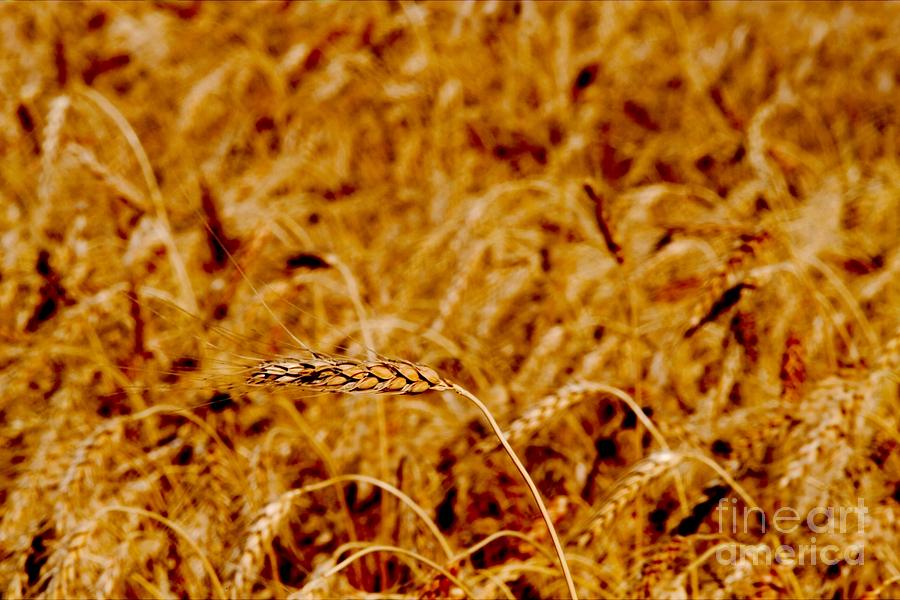 Wheat Photograph - Yellow Gold by RT Phillips