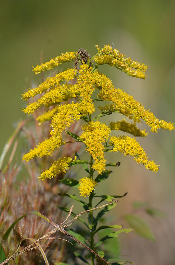 Yellow Goldenrod Photograph by Maria Urso