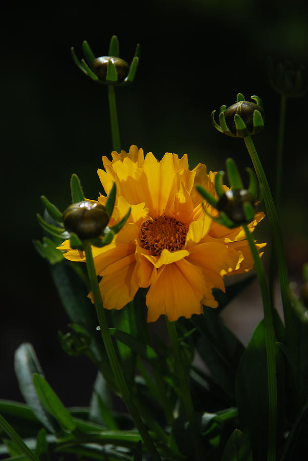 Yellow Grace 2 Photograph by Carol Eliassen