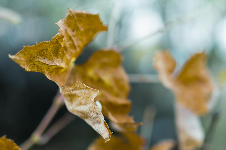 Nature Photograph - Yellow Grape Leaf Closeup by Vlad Baciu