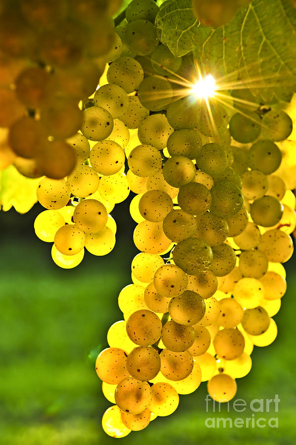 Yellow grapes 3 Photograph by Elena Elisseeva