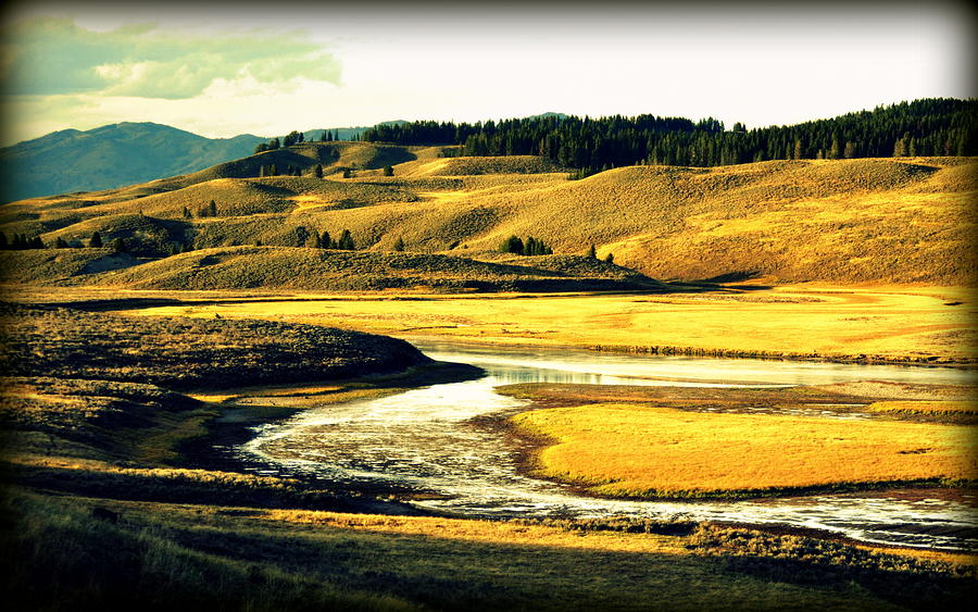 Yellowstone National Park Photograph - Yellow Grass of Yellowstone by Lisa Holland-Gillem