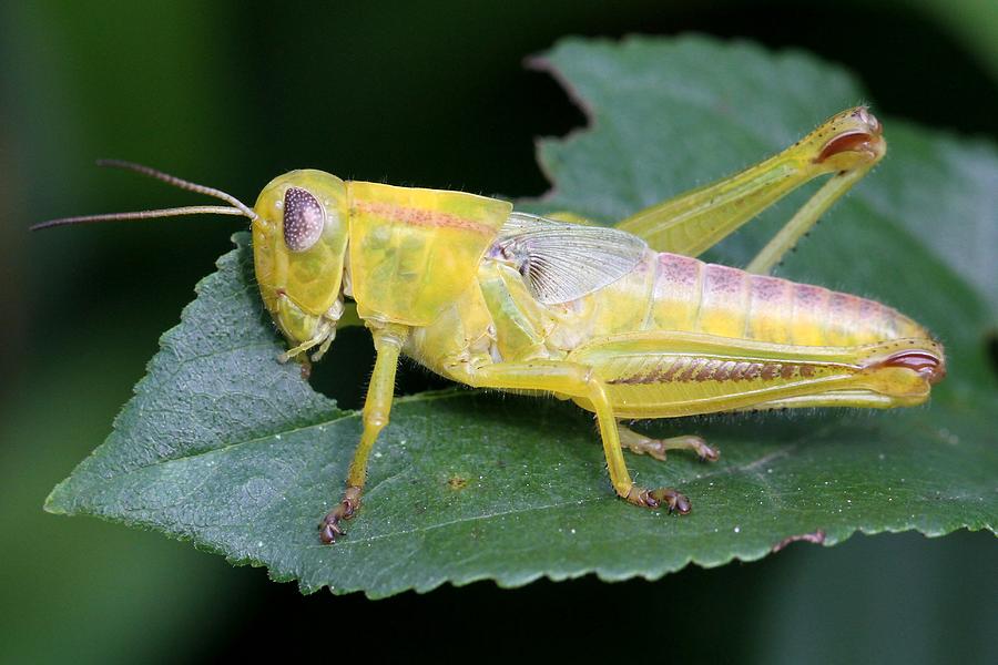 Yellow Grasshopper Photograph by Doris Potter
