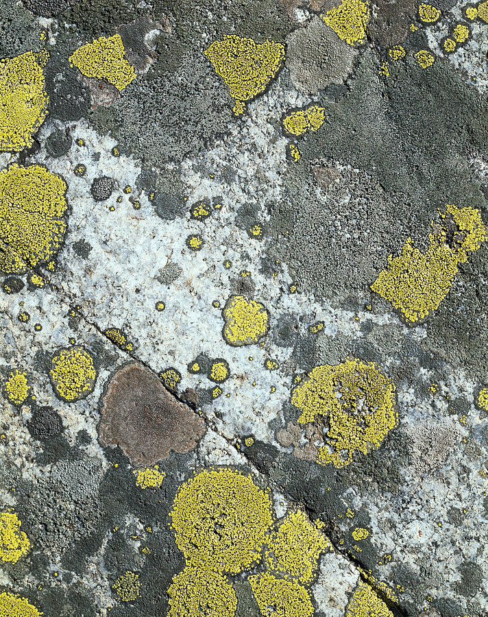 Abstract Photograph - Yellow-gray stone by Efim Chernov