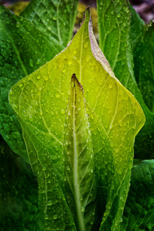 Yellow Green Skunk Cabbage Photograph by Bill Wakeley