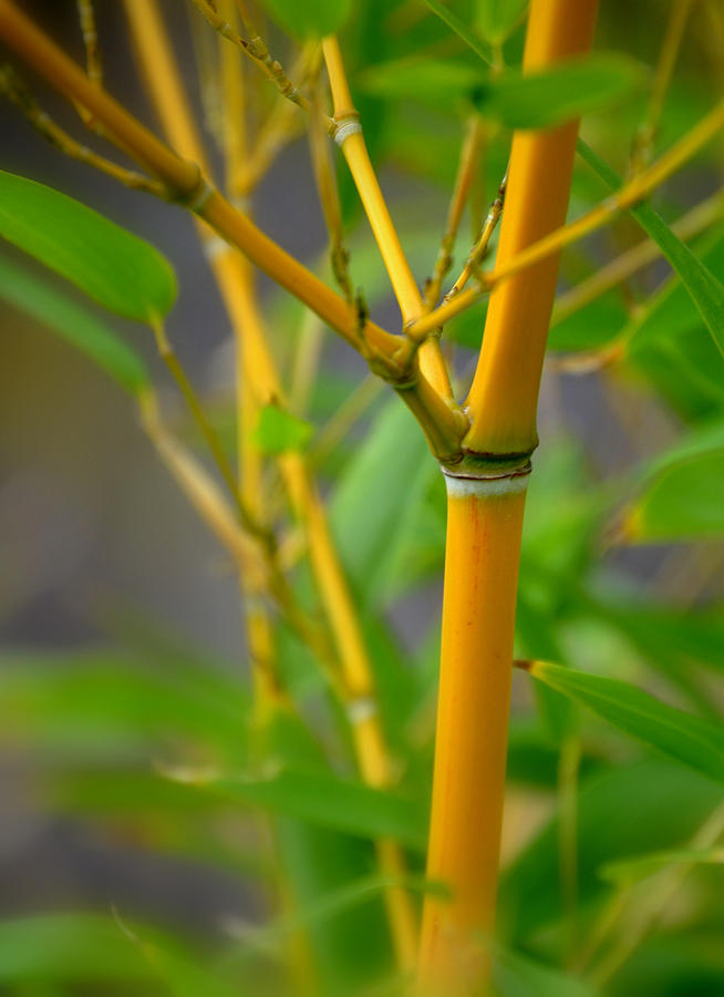 Yellow Groove Bamboo Cane Photograph by Nathan Abbott