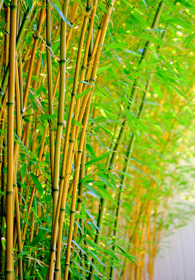Yellow Groove Bamboo Photograph by Nathan Abbott