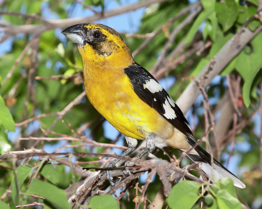 Yellow Grosbeak Bird 2nd View Photograph