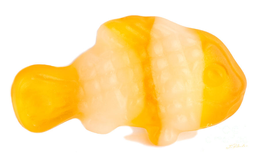 Candy Photograph - Yellow GummY Clown Fish by Iris Richardson