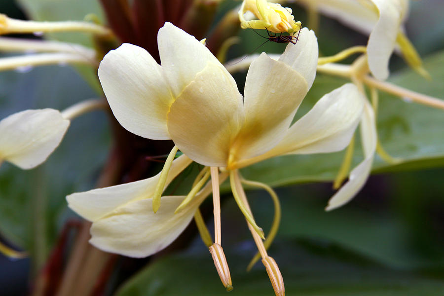 Flowers Still Life Photograph - Yellow Hawaiian Ginger by Karon Melillo DeVega