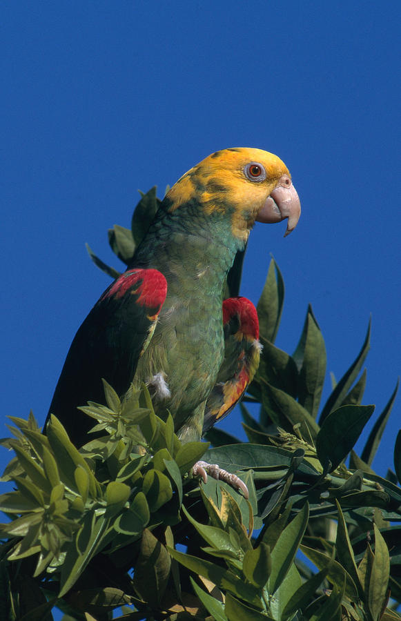 Yellow-headed Amazon Parrot Photograph by Gerald C. Kelley