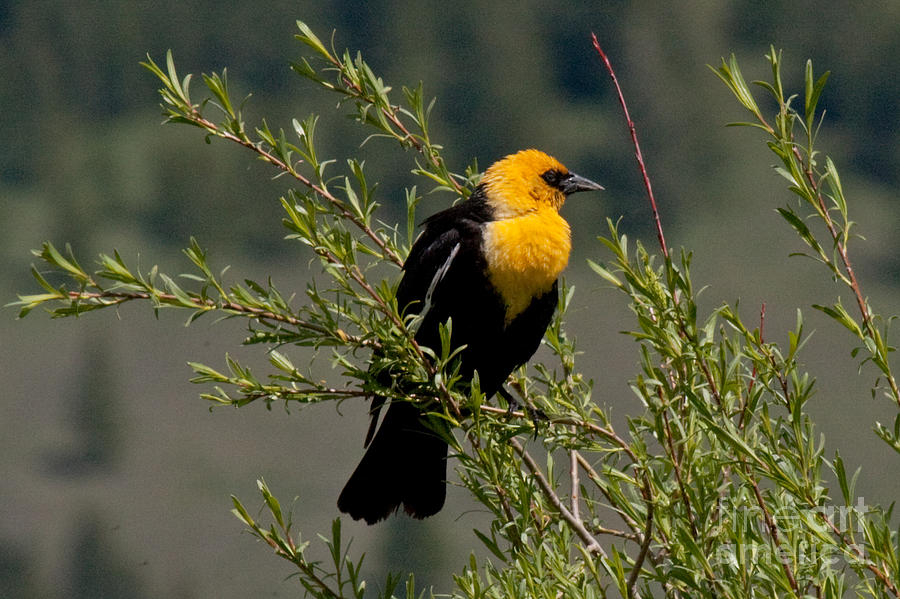 Yellow Headed Black Bird Photograph by Fred Stearns