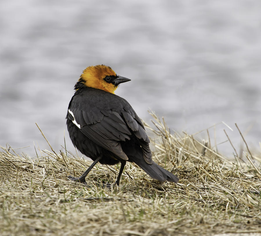 Blackbird Photograph - Yellow-headed Blackbird  3 by Thomas Young