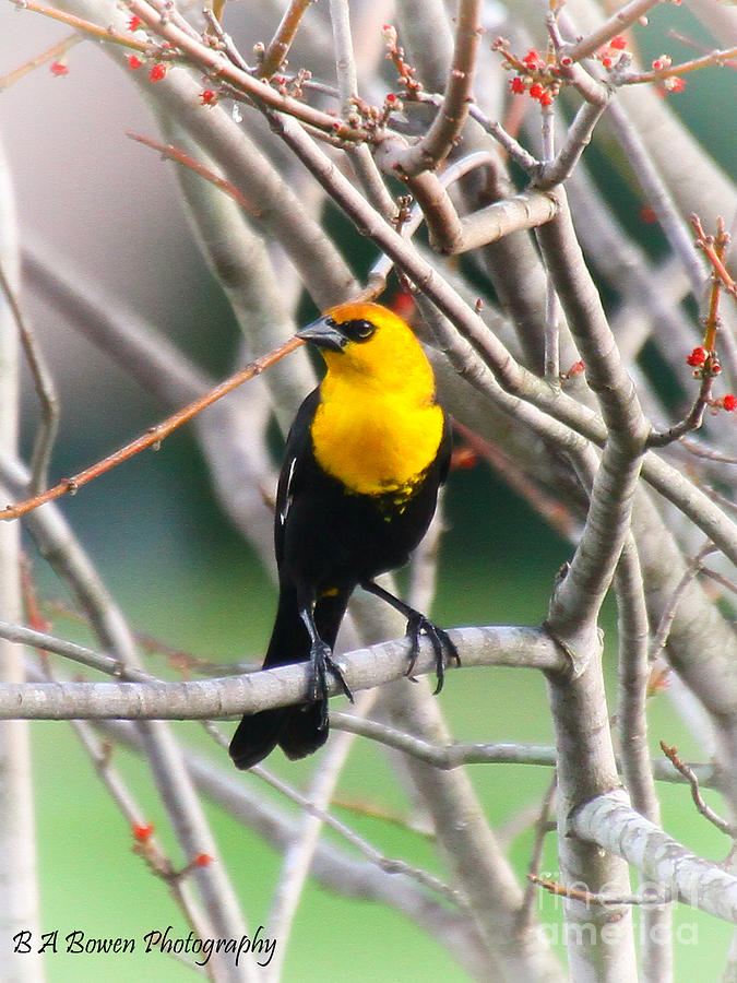 Yellow-headed Blackbird Photograph by Barbara Bowen