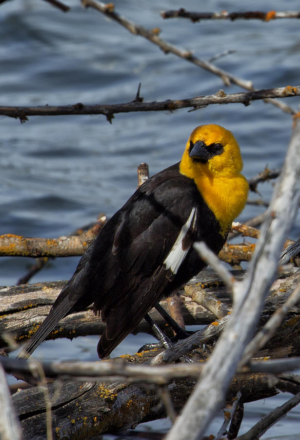 Yellow-headed Blackbird Photograph by Belinda Greb