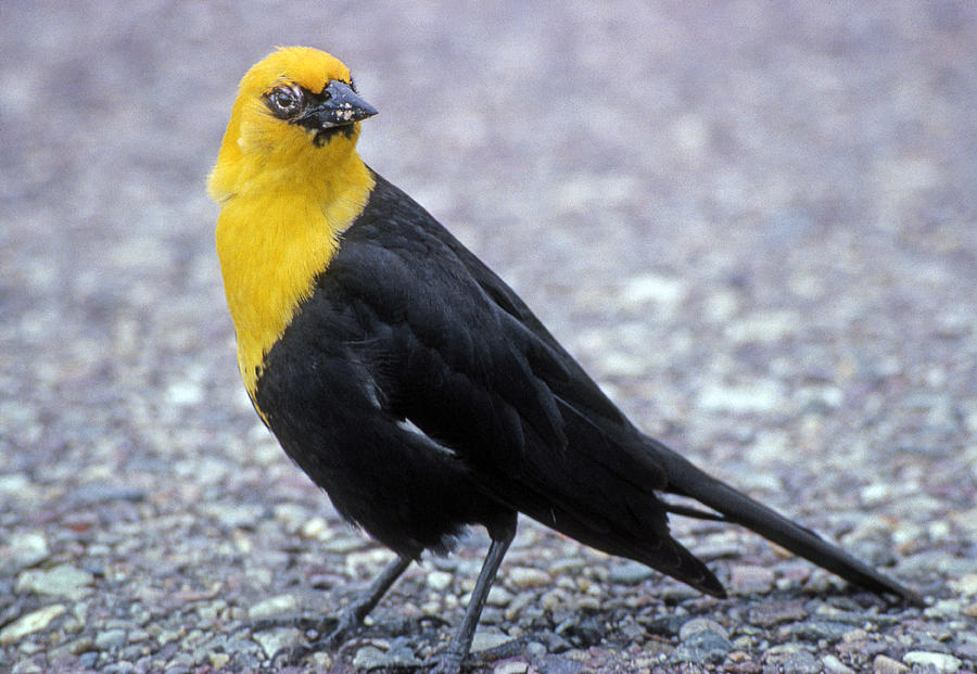 4M09157-02-Yellow Headed Blackbird Photograph by Ed  Cooper Photography