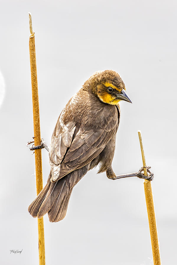 Yellow-Headed Blackbird Female  Photograph by Fred J Lord