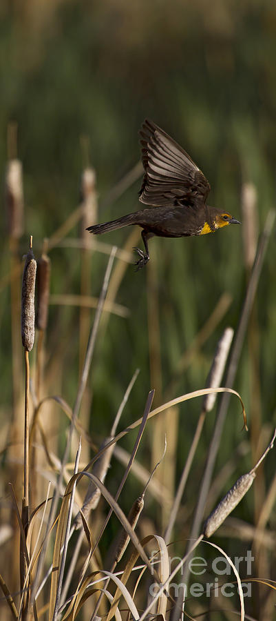 Yellow-Headed Blackbird - Immature Male In Flight  #5489 Photograph by J L Woody Wooden