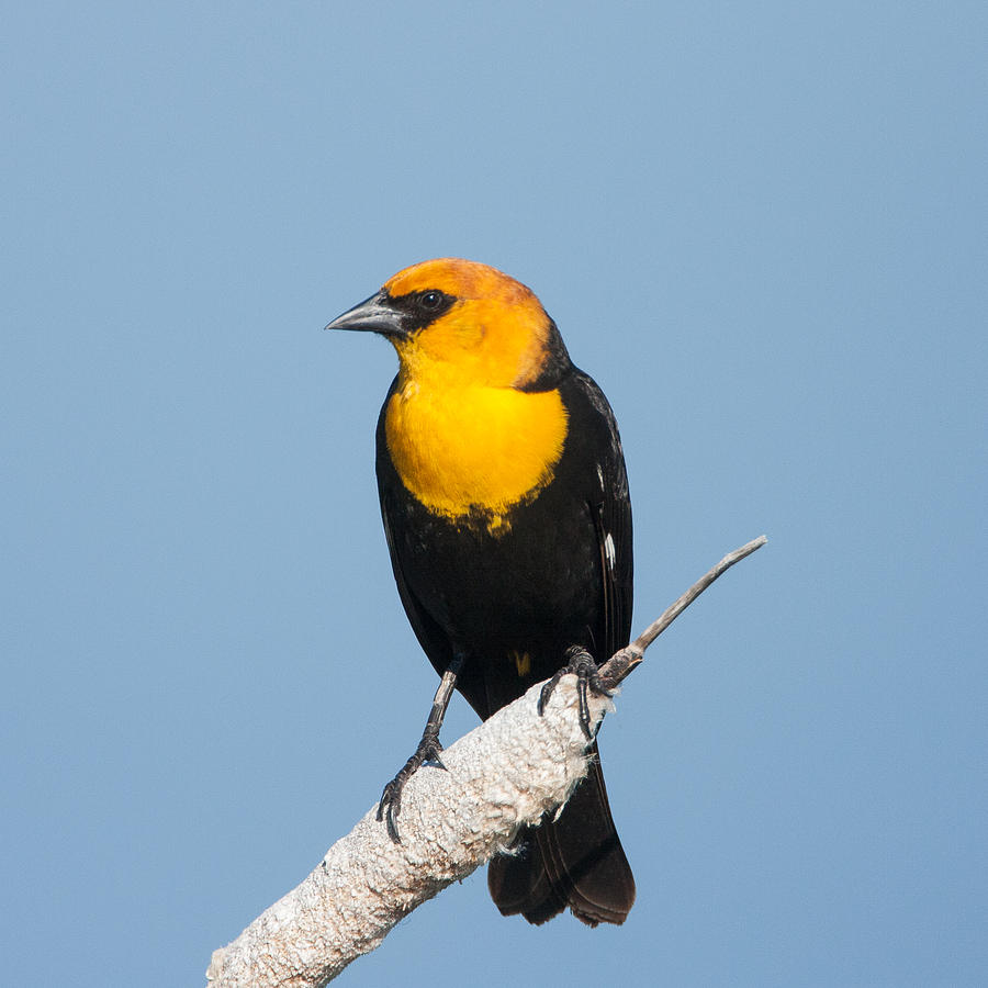 Yellow Headed Blackbird Photograph by Jack Bell