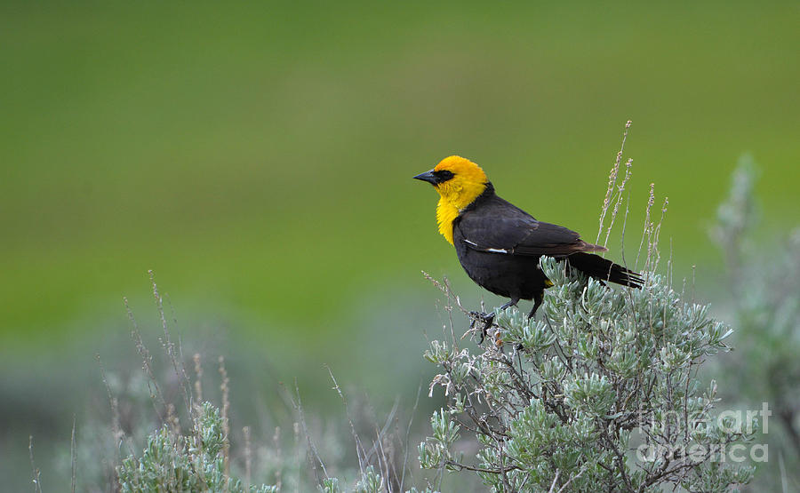 Yellow-headed Blackbird Photograph by John Greco