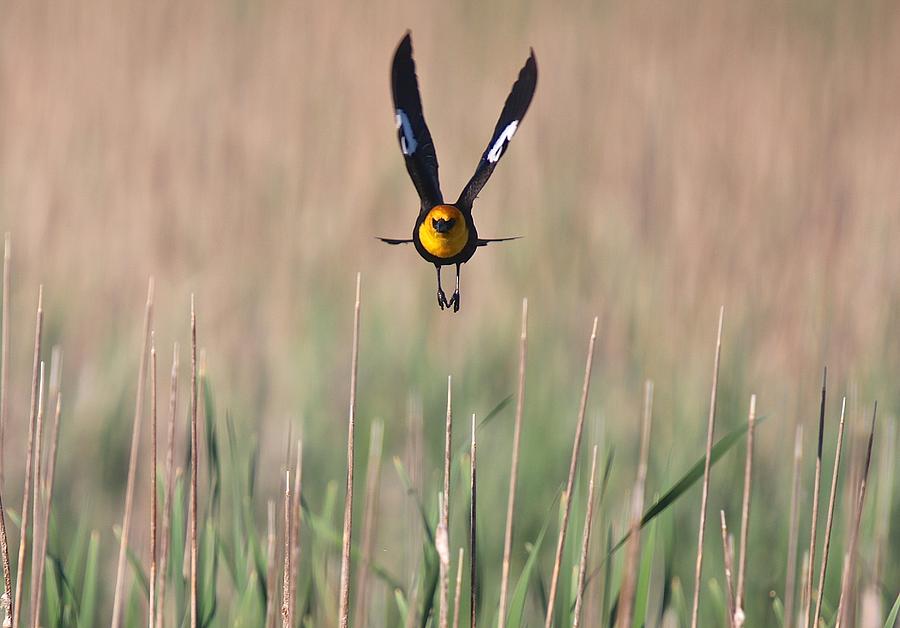 Yellow-Headed Blackbird Male Flight Photograph by John Dart
