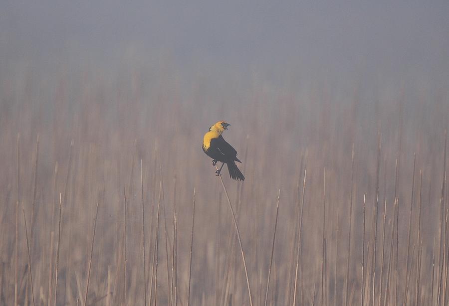 Yellow-Headed Blackbird Male Sings Photograph by John Dart