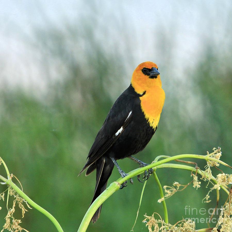 Yellow headed Blackbird Photograph by Roxie Crouch
