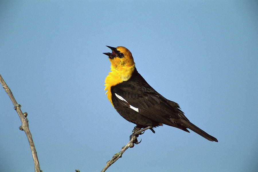 Yellow-headed Blackbird Singing Photograph by Tom Vezo
