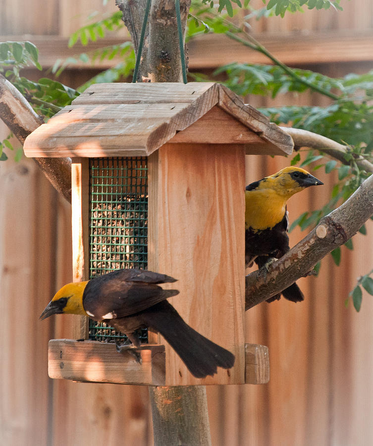 Yellow-headed Blackbirds at the Feeder Photograph by Janis Knight
