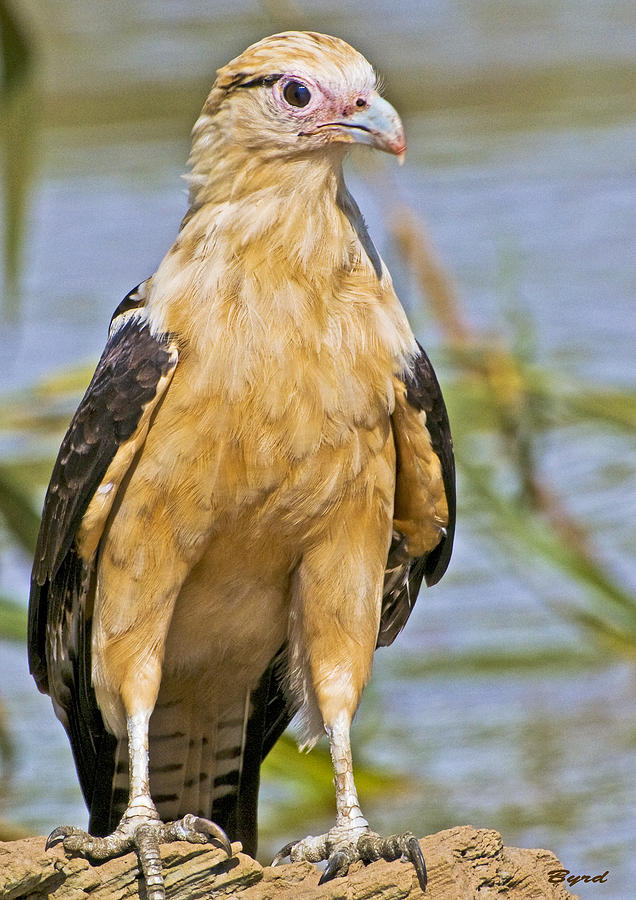 Yellow headed Caracara Photograph by Christopher Byrd