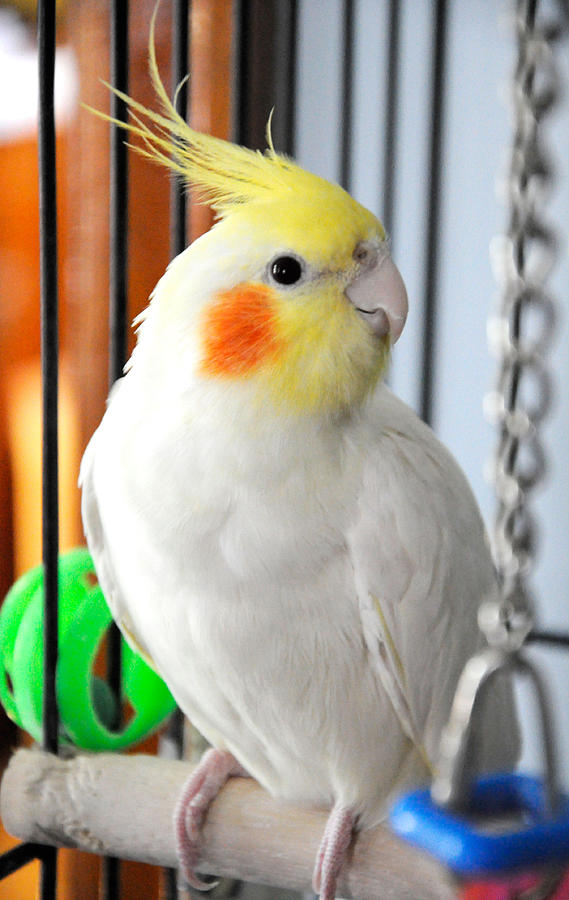 Yellow Headed Cockatoo Photograph by Lonnie Paulson Yellow Headed Cockatoo Photograph by Lonnie Paulson