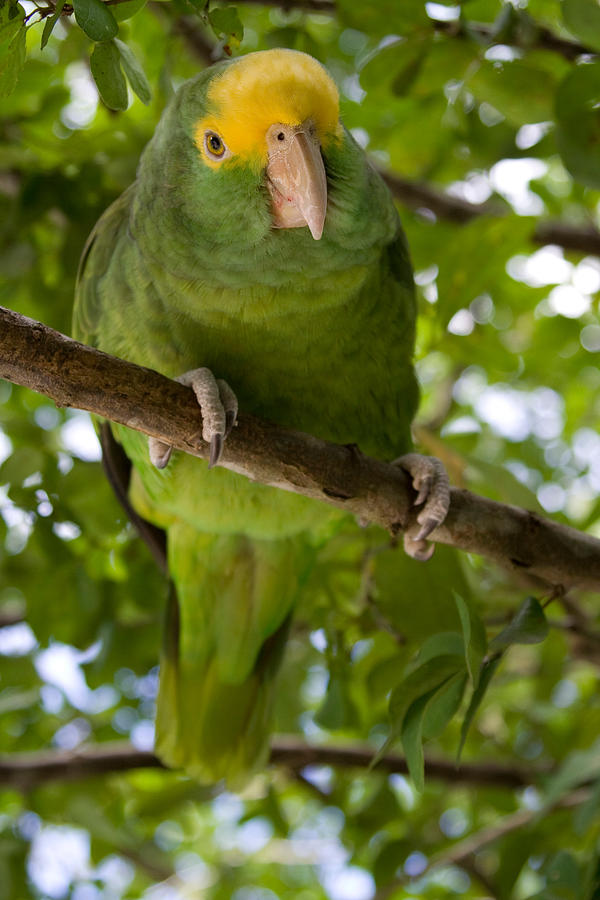 Yellow-headed Parrot Photograph by Greg Ochocki