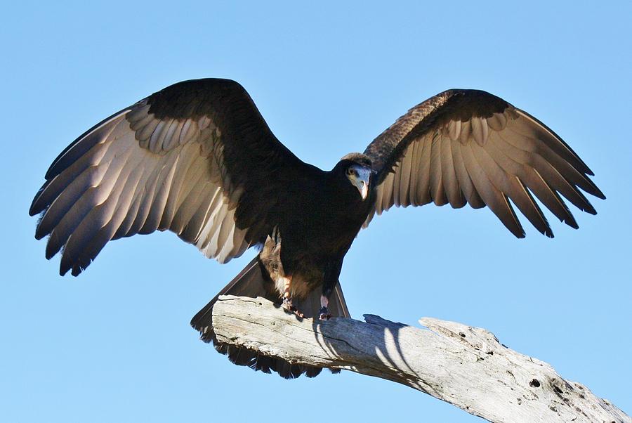 Yellow Headed Vulture Photograph by Paulette Thomas