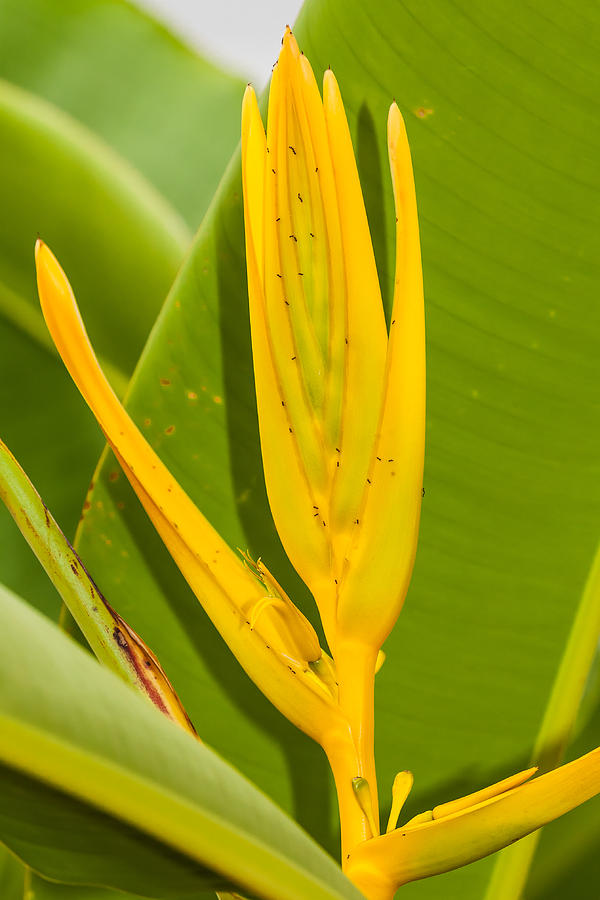 Yellow Heliconia Flower Photograph By Craig Lapsley