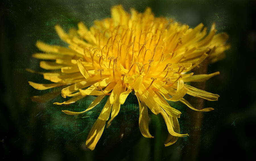 Yellow Herb Photograph