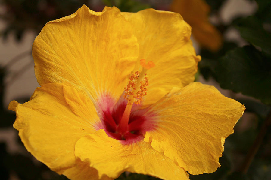 Yellow Hibiscus 1 Photograph by Saya Studios