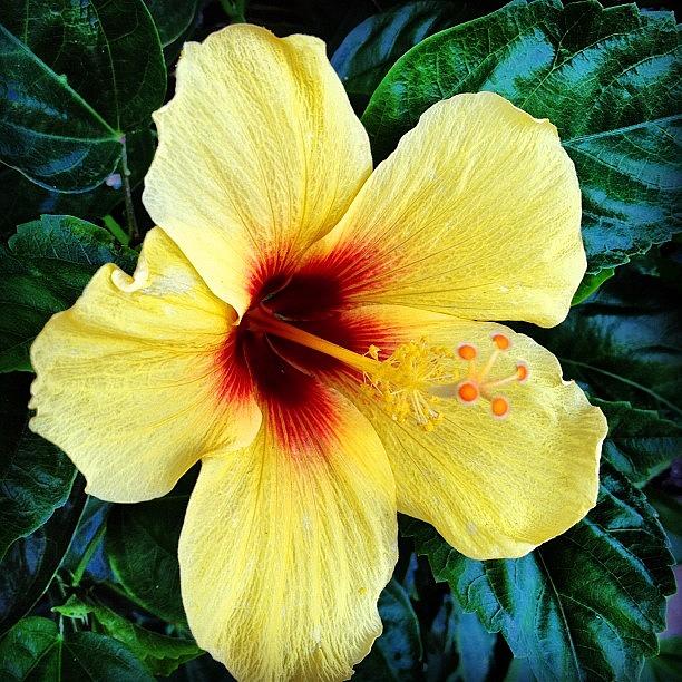 Yellow Hibiscus 2 Photograph by Darice Machel McGuire