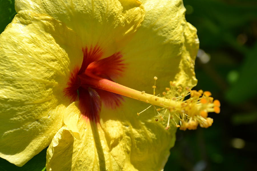 Yellow Hibiscus Photograph by Amanda Eberly