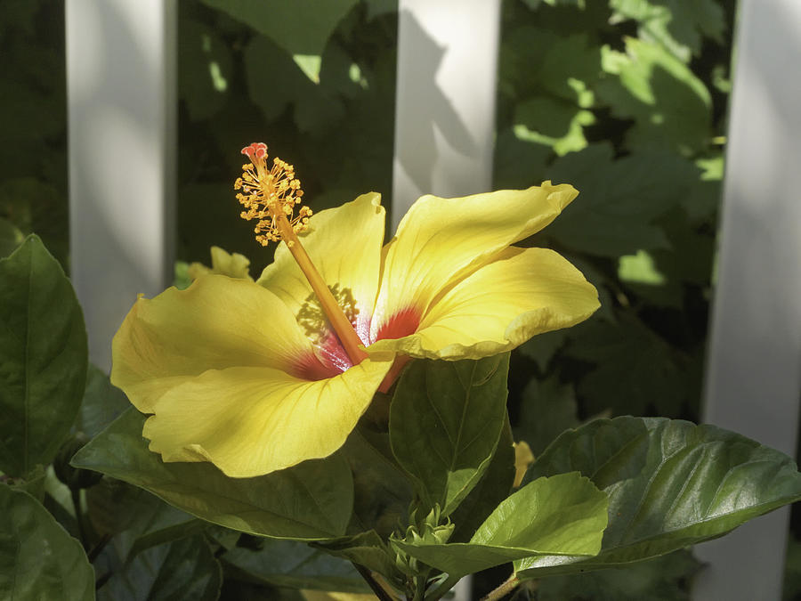 Yellow hibiscus and white fence Photograph by Marianne Campolongo