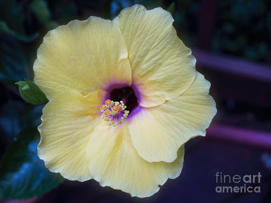 Yellow Hibiscus Photograph by Arlene Carmel