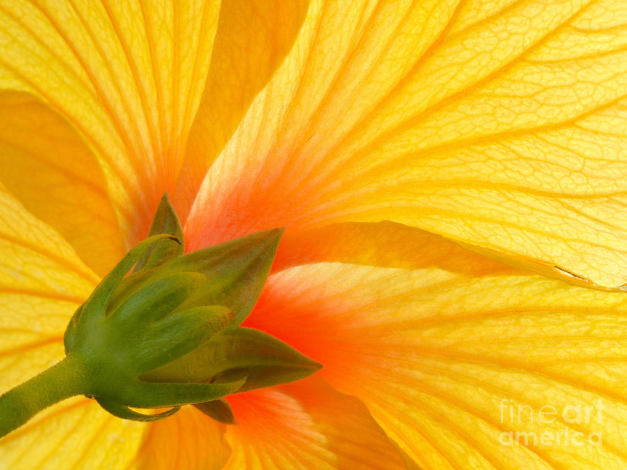 Yellow Hibiscus Backlit Macro Photograph by Laurent Lucuix